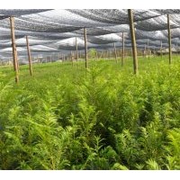 出售當(dāng)年生紅豆杉苗、多年生苗、工程苗等等