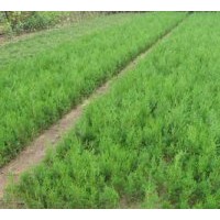 營(yíng)養(yǎng)杯/側(cè)柏苗/白皮松/油松/華山松