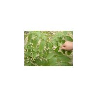 山西核桃苗 品種核桃苗 山楂苗 棗樹(shù)苗 柿子苗