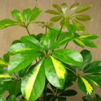 供應(yīng)鴨腳木苗 鵝掌柴苗 鴨腳樹苗