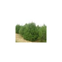 山西規(guī)格白皮松 占地白皮松 工程用苗白皮松
