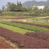 供應(yīng)紅桎木、杜鵑、四季桂花、金葉女貞、紅葉石楠