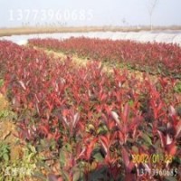 大量供應玉蘭小苗，紅葉石楠