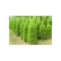供應(yīng)100萬側(cè)柏 白皮松 油松 國槐 雪松