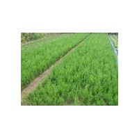 供應(yīng)100萬側(cè)柏 國槐 雪松