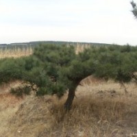 銷售1.5--3米綠化油松