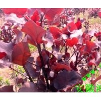 全紅楊,美國竹柳,紅葉石楠