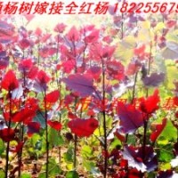 安慶太湖望江桐城懷寧岳西宿松潛山全紅楊