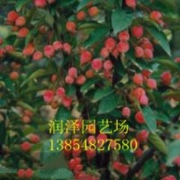 供應(yīng)海棠苗、北美海棠苗