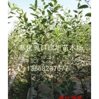 浙江奉化預(yù)定一年生垂絲海棠小苗，紅楓小苗
