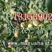 沂州木瓜海棠樹苗木