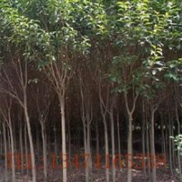 綠化苗木紅葉李。法桐,國槐。欒樹,營養(yǎng)缽苗。各種小苗