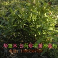 華蓋木、亮葉木蓮、紅豆杉、金花茶、紅花木蓮