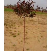 主營(yíng)產(chǎn)品：樹(shù)木類(lèi)有：紅葉海棠、金葉小波、金葉水臘。 萱草類(lèi)有