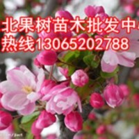 123蘋果苗，批發(fā)123蘋果苗