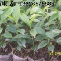 土沉香苗
