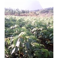 供應(yīng)：竹柏 秋楓 桂花 羅漢松 藍(lán)花楹