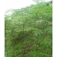 欒樹苗出售了。量大從優(yōu)