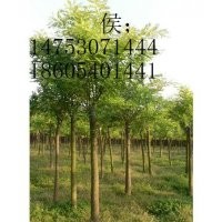 國(guó)槐樹(shù)金合歡國(guó)槐苗造林.10公分12公分15公分18公分20公分