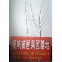 皂角苗種植基地大量供應(yīng)一年皂角小苗，皂角小苗價格，皂角苗種植