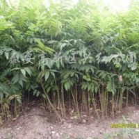 香椿苗種植技術(shù) 山東香椿苗木花卉價格 紅袖香椿苗