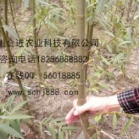 正宗品系純正竹柳三號