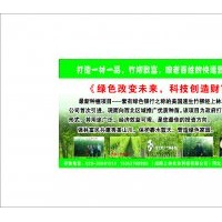 竹柳 ，就選陜西上林竹柳 輕松致富沒問題