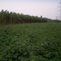 供應(yīng)|綠化苗|果樹小苗|蘋果苗、梨樹苗、桃苗、山楂苗、香椿苗、