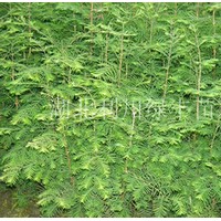供應湖北利川一年生水杉樹苗 水杉小苗 水杉種苗