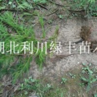 供應湖北柳杉苗 1米高柳杉苗 柳杉樹苗 柳杉種苗 水杉柳杉苗價格