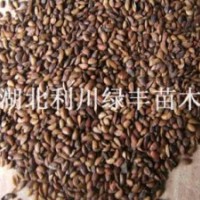 供應川黃柏樹種子 黃柏種子 黃柏樹種苗黃柏樹種子價格