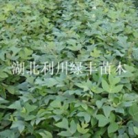 供應(yīng)馬褂木小苗 鵝掌楸樹苗 馬褂木價格