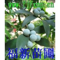 竹柏種子 竹柏種 竹柏種子批發(fā)