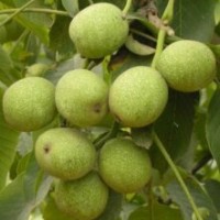 供應(yīng)側(cè)柏，白皮松，油松，國槐，刺槐等綠化苗木及果樹小苗