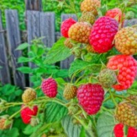 供應(yīng)吉林樹莓江蘇樹莓苗 樹莓種植 云南雙季樹莓 燈籠果苗 黑加侖
