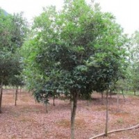 供應(yīng)廣西桂林4.5公分桂花樹(shù)