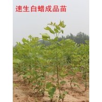 惠民皂戶李速生白蠟價(jià)格