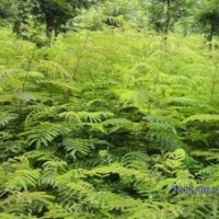 供應(yīng)合歡苗、巨紫荊苗、紫藤苗等綠化小苗