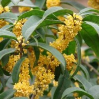 苗圃批發(fā)10-150CM桂花樹苗（金桂、銀桂、丹桂、四季桂）