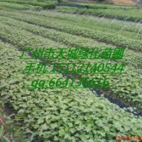 供應(yīng)楓香小袋苗