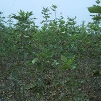 供應(yīng)一年生1-3米高速生白蠟，80萬株