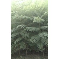 藍花楹小苗 美麗異木棉、秋楓、洋紫荊、藍花楹、黃槐、小葉欖仁