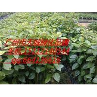供應(yīng)紅花荷小苗