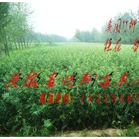 安徽合肥安慶宿松供應(yīng)美國(guó)竹柳小苗扦插段價(jià)格