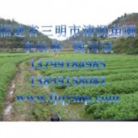 杉樹苗，杉木苗，福建省三明市清流縣清源苗圃