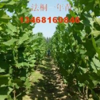 供應(yīng)青皮垂柳，速生法桐當(dāng)年苗