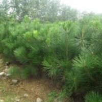 優(yōu)質(zhì)黑松樹苗|山東優(yōu)質(zhì)黑松樹苗|，誠信為本