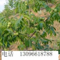供應(yīng)核桃苗 核桃苗 批發(fā)核桃苗基地核桃苗價(jià)格 白皮松