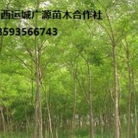 國槐出售、3公分國槐低價(jià)大量供應(yīng)