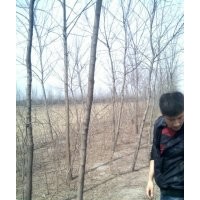 刺槐2-8公分